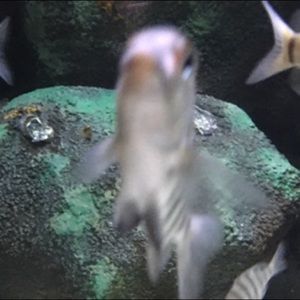 Meet your Posher, Ellie